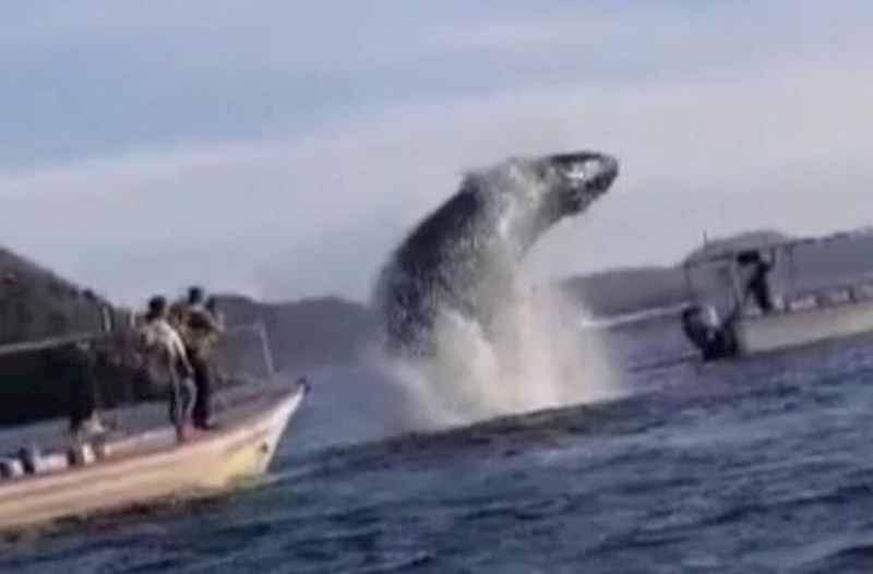 Meksikada balina qayığa çırpıldı: İki yaralı var - FOTO/VİDEO