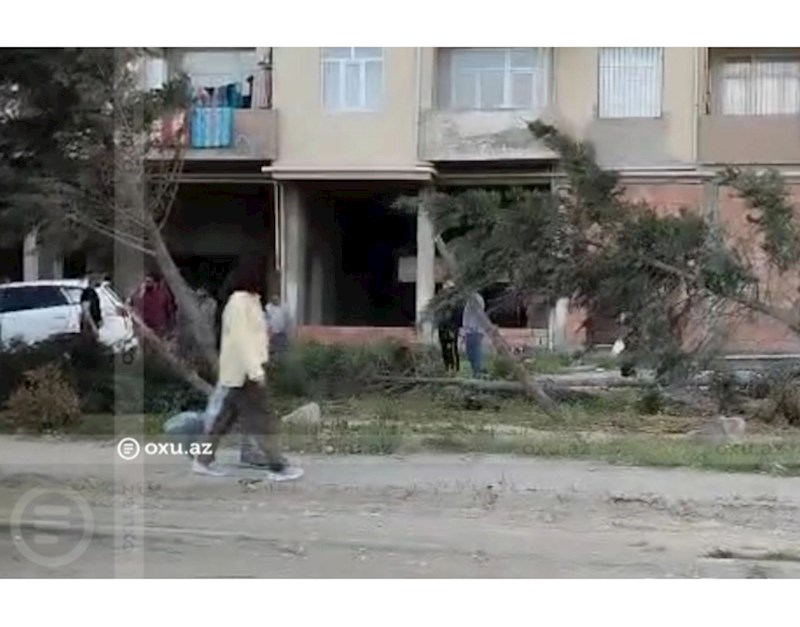 Bakı-Sumqayıt şosesində qəza: "Hyundai" bir neçə ağaca çırpılıb, onları aşırıb