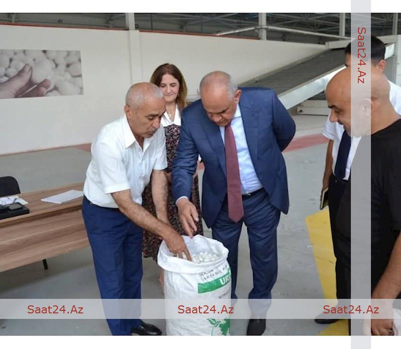 Zərdab rayonunda barama tədarükü üzrə plan və öhdəliyə əməl edilib-Foto
